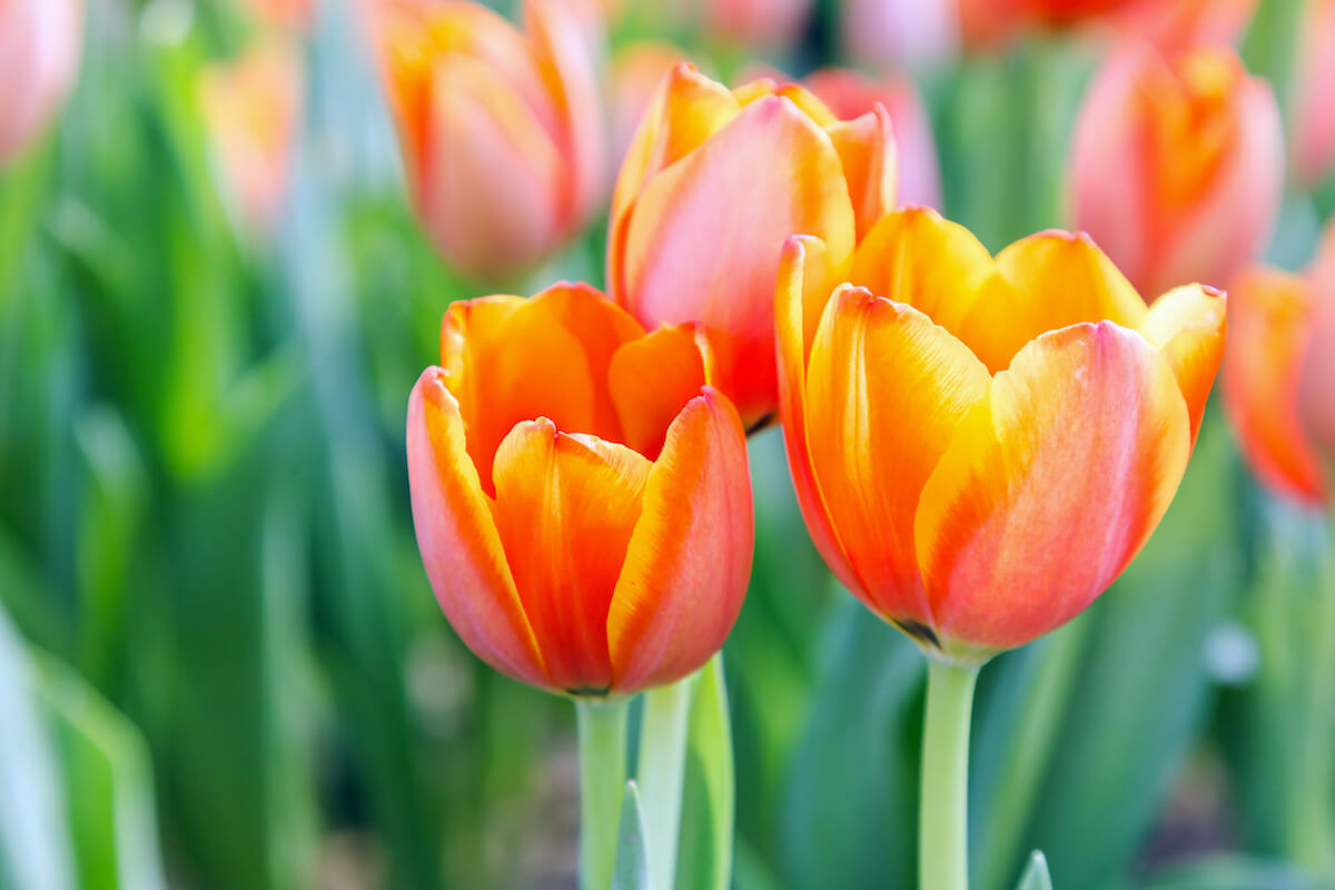 Spring-Activities-for-Seniors