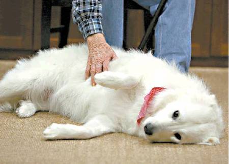 dog-lying-down